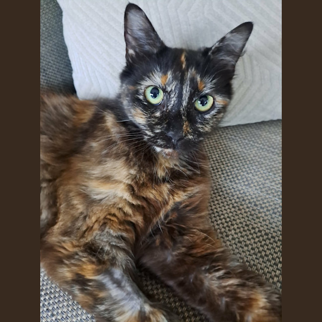 Photo of Stella 