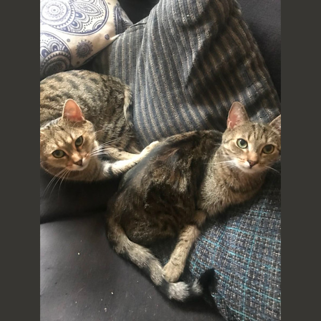 Photo of Bunny And Max (Bonded Pair)