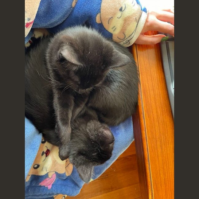 Photo of Inky   Located In Preston