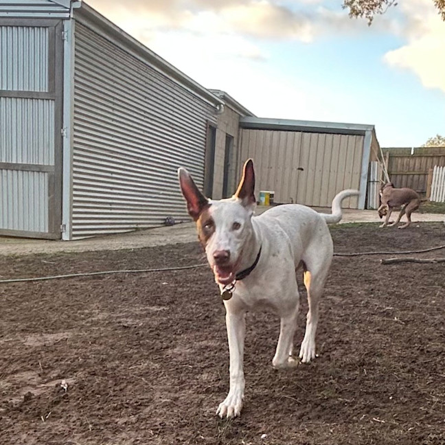 Photo of Thackery Earwicket