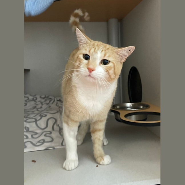 Photo of Oliver