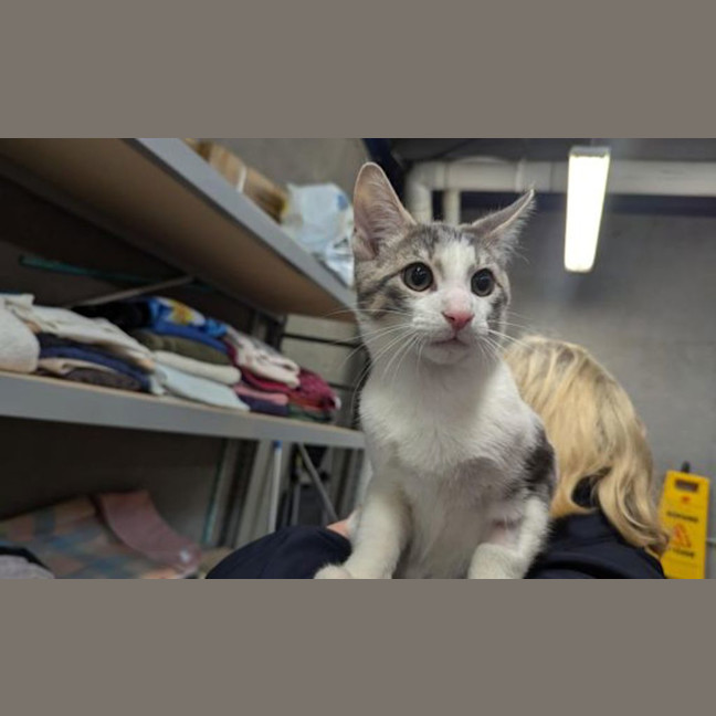 Photo of Mochi