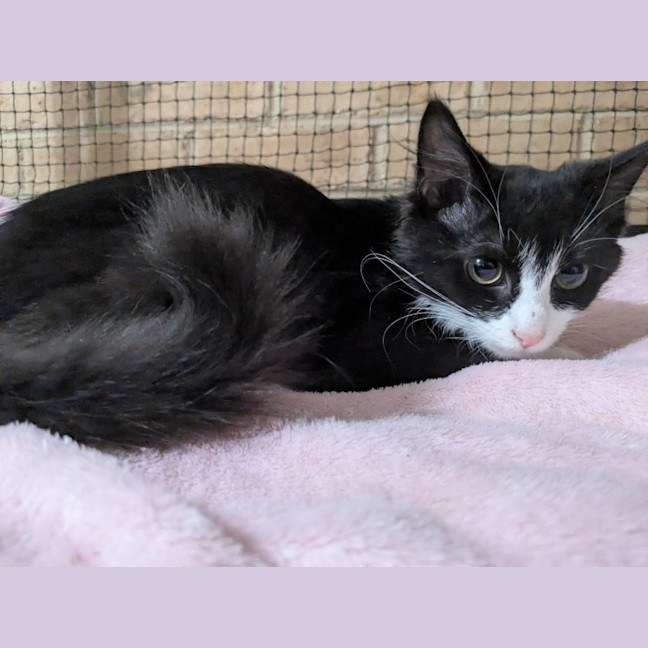 Photo of Misty