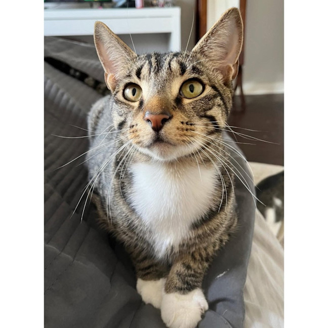 Photo of 11787   Almond