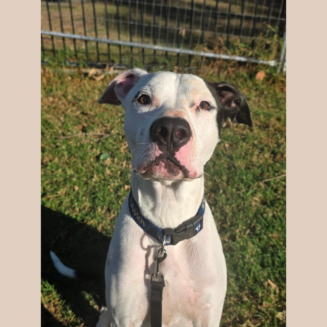Photo of Pongo