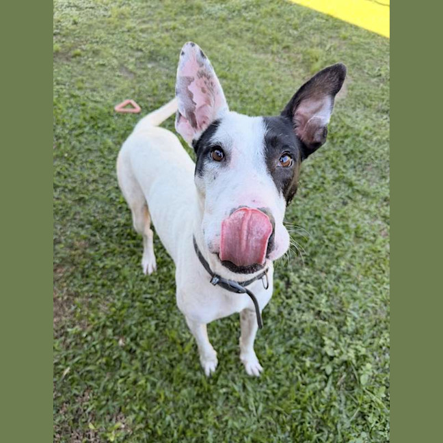 Photo of Aero