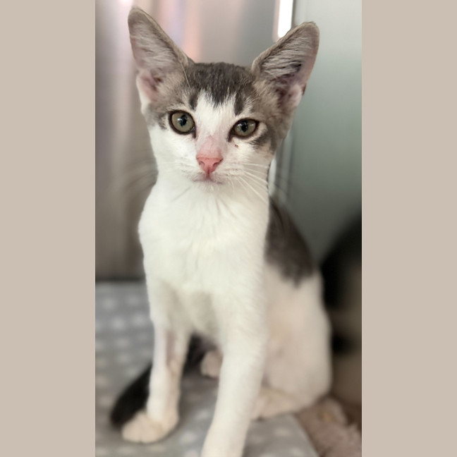 Photo of Ophelia (Ex Banana Boat)