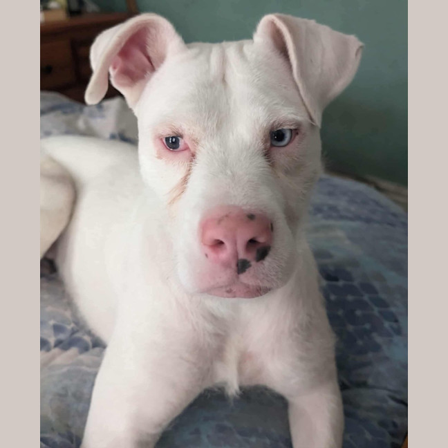 Photo of Coconut Slice