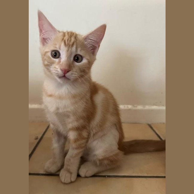 Photo of Ginger Megs