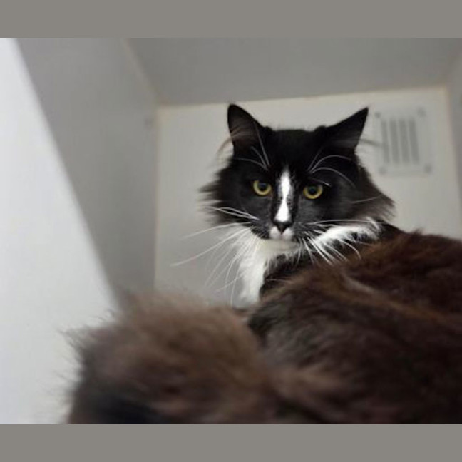 Photo of Kovu
