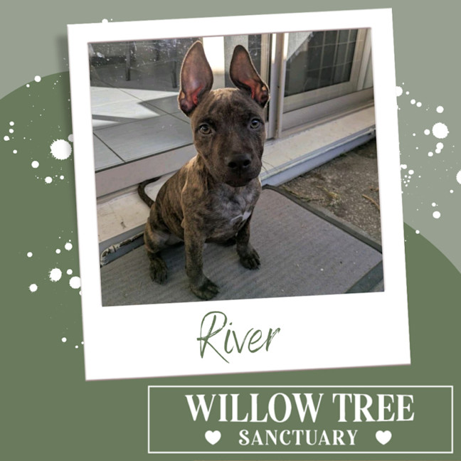 Photo of River