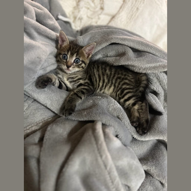 Photo of Tommy