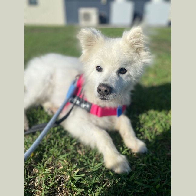 Photo of Coco