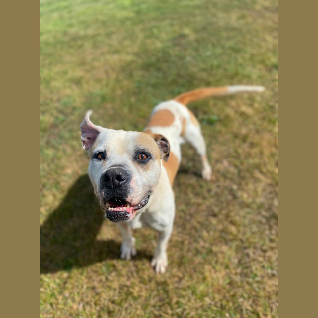 Photo of Buddy