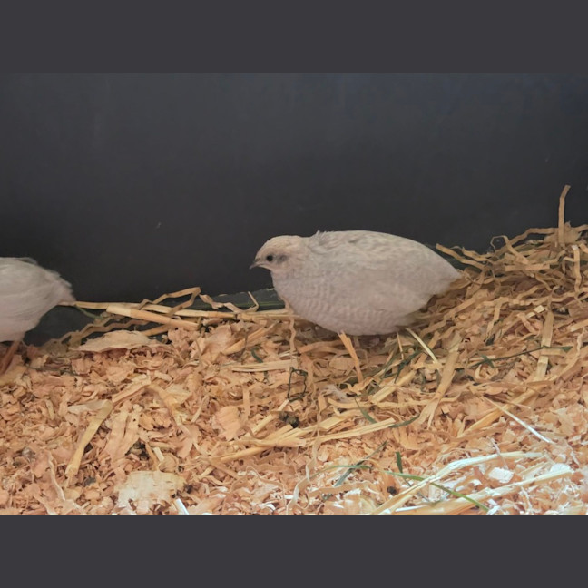 Photo of Blossom, Clover, Meadow & Fern