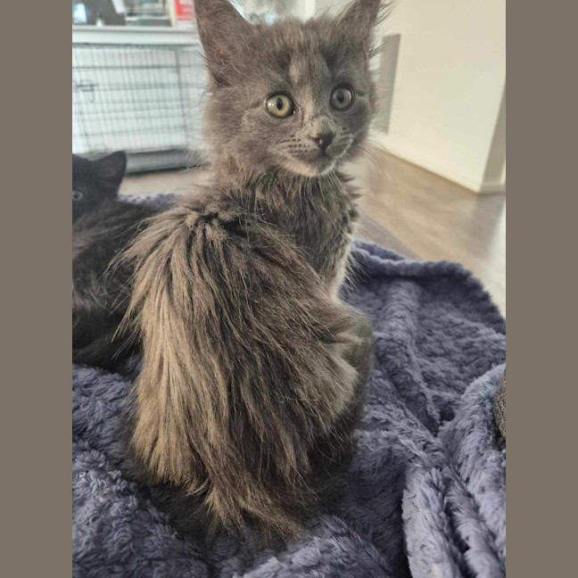 Photo of Smokey