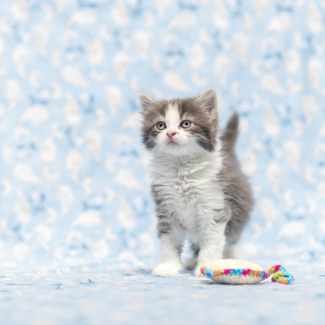 Photo of Millia London ** 2nd Chance Cat Rescue**