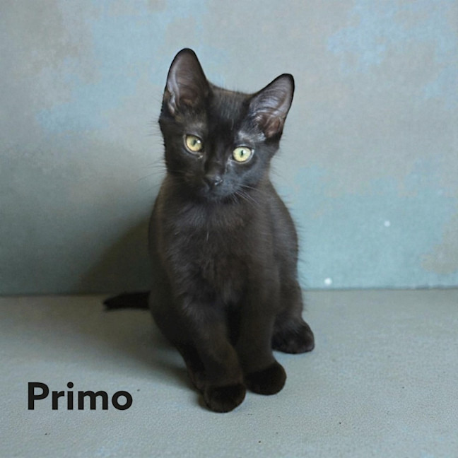Photo of Primo