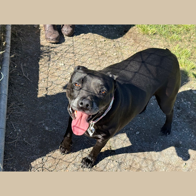 Photo of Pixel