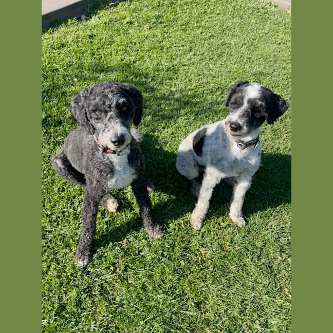 Photo of Frankie & Rosie