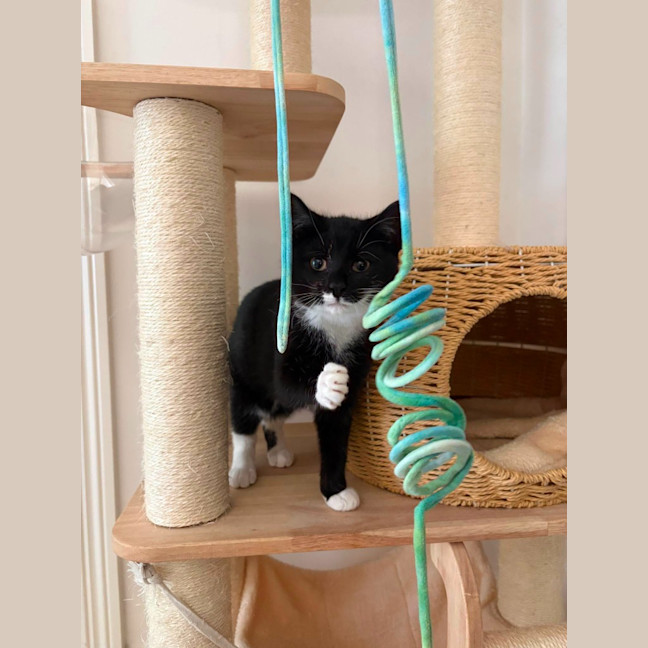 Photo of Sesame