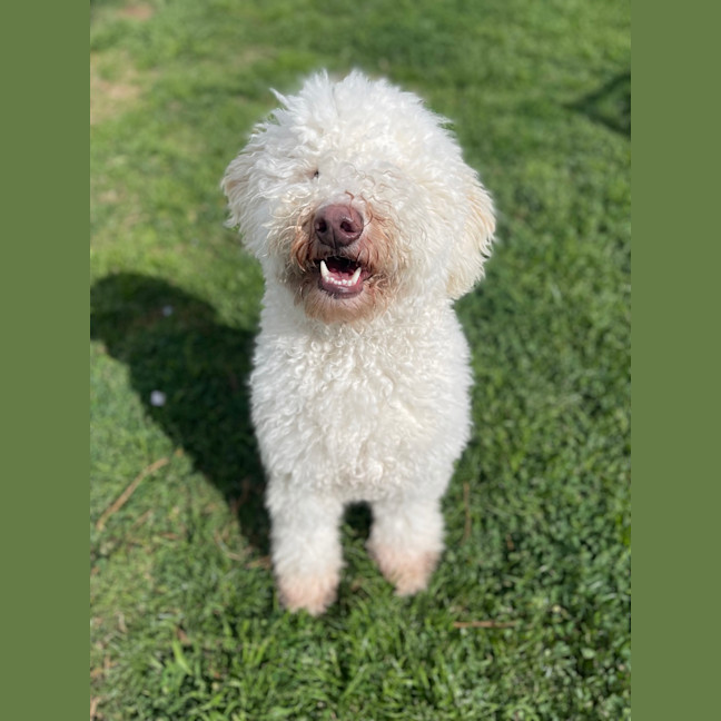 Photo of Snowy