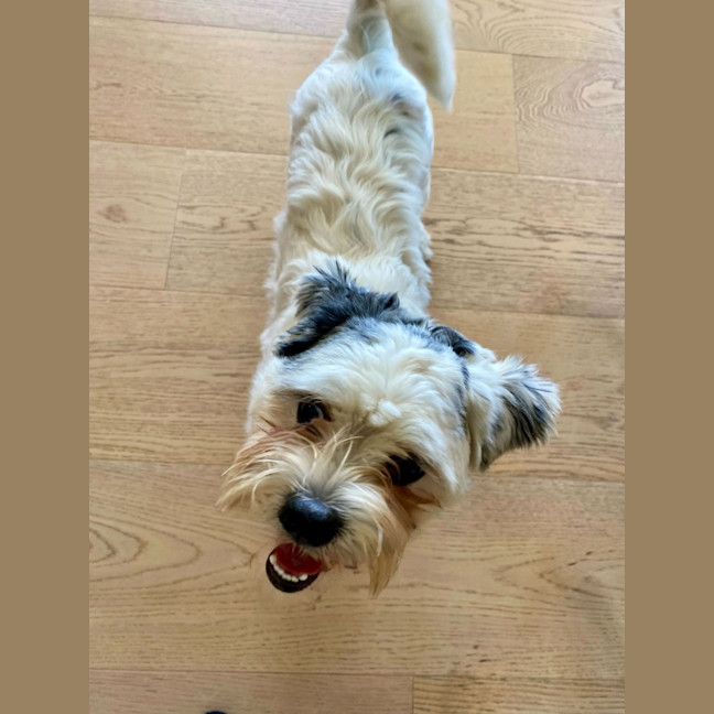 Photo of Corkie