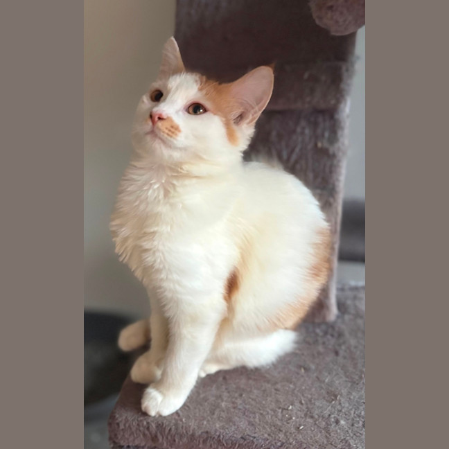 Photo of Sawyer 🐾🦁🧡
