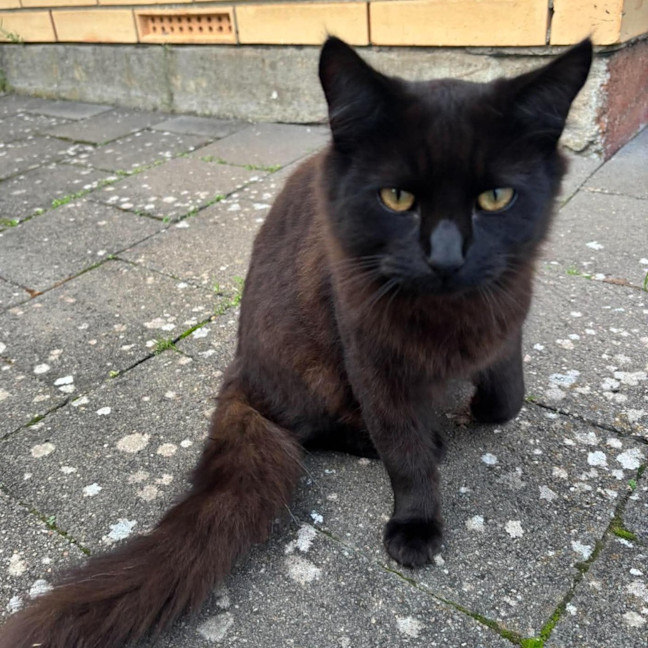 Photo of Noir