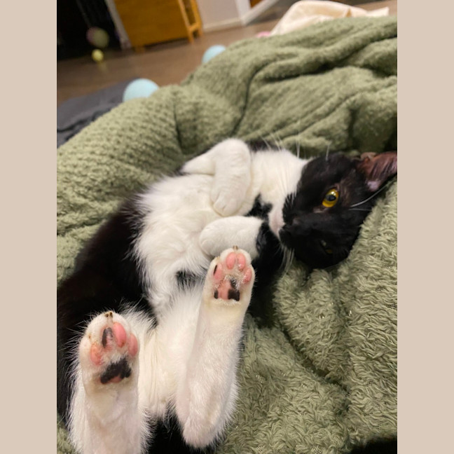 Photo of Chirpy