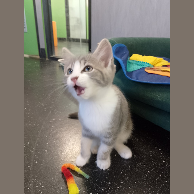 Photo of Gypsy (Tina Turner )