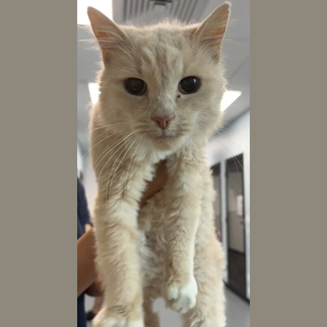 Photo of Aslan