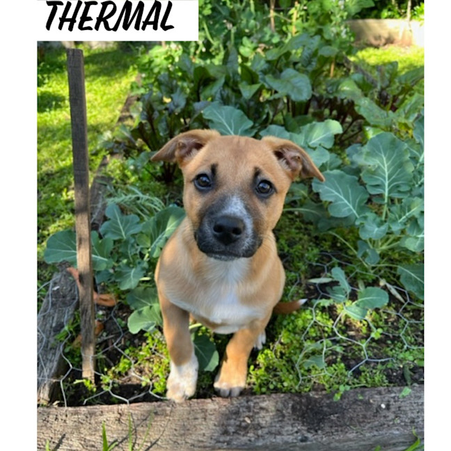 Photo of ⚡ Energy Litter ⚡
