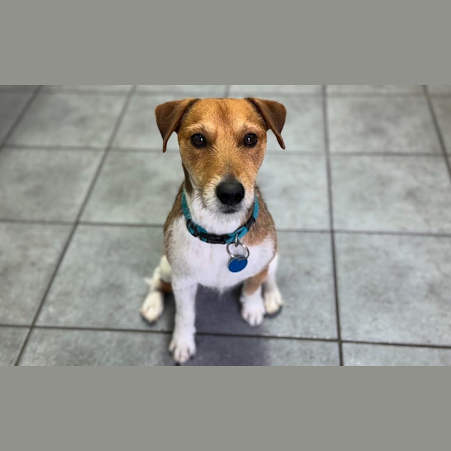 Photo of Rufus