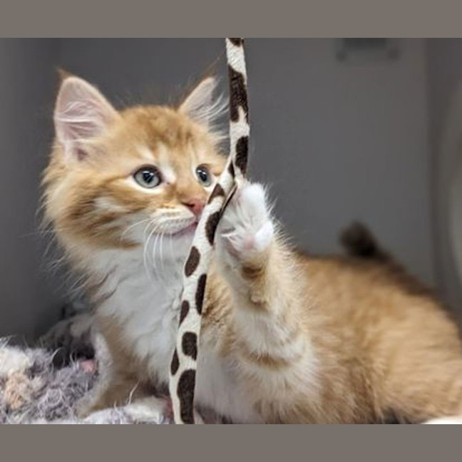 Photo of Butternut