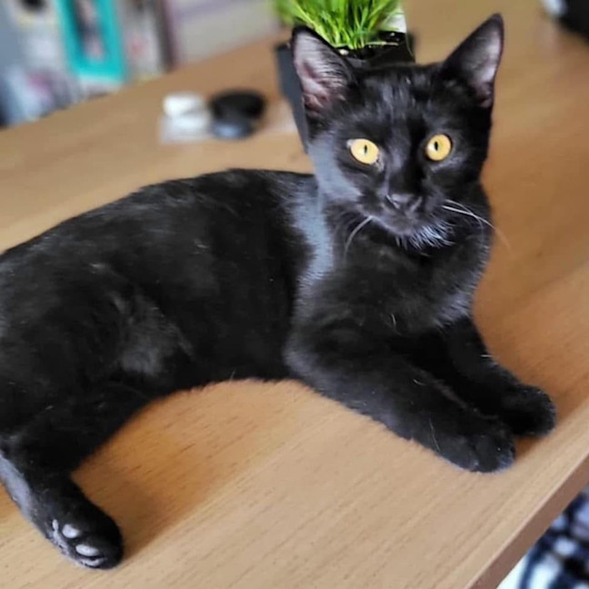 Photo of 11592   Lbk