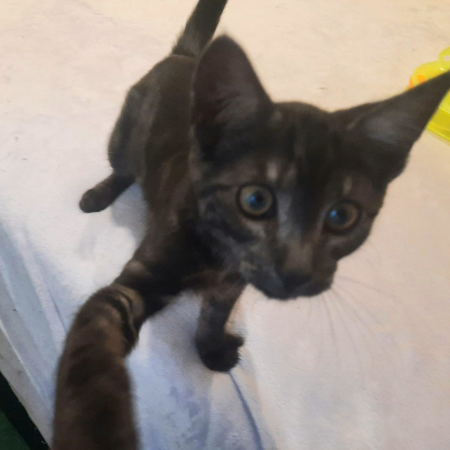 Photo of Odon   Located In Albert Park