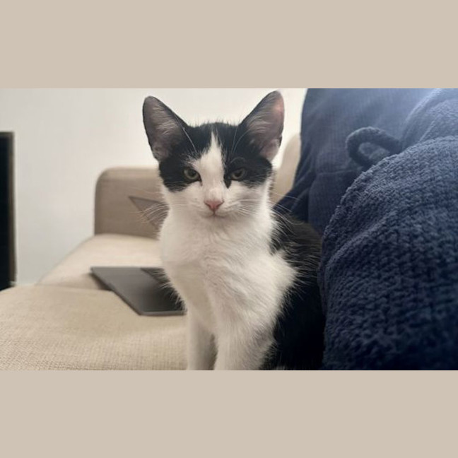 Photo of Pancake