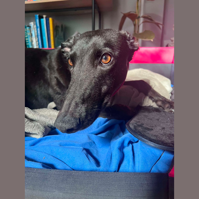 Photo of Clover, The Cat Friendly Greyhound