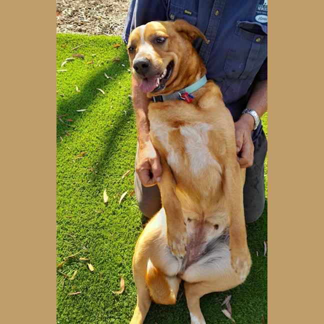 Photo of Phoebe   4 Year Old Cattle Dog X