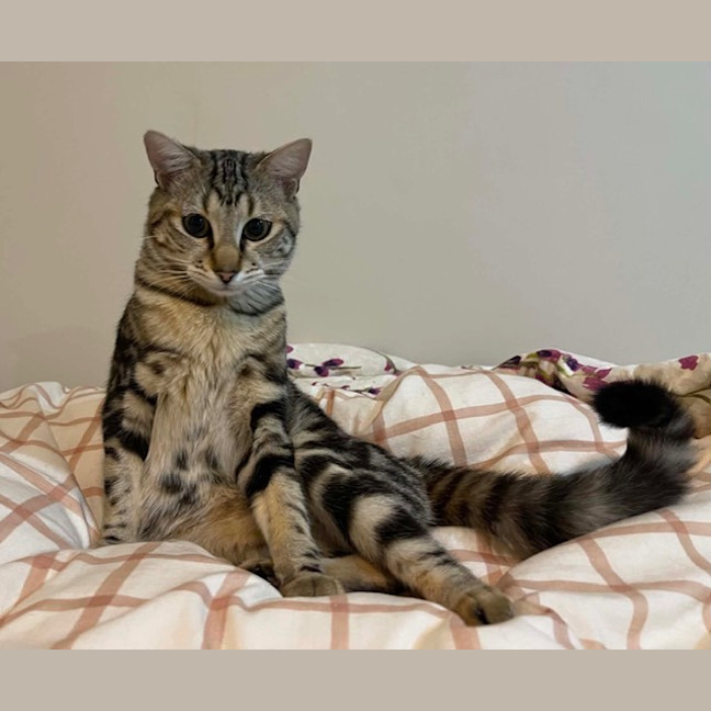 Photo of Gizmo