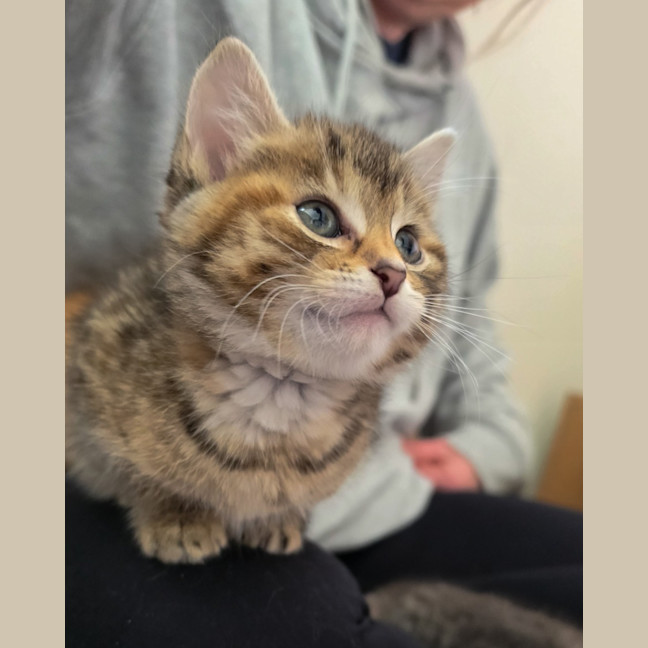 Photo of Pickle 