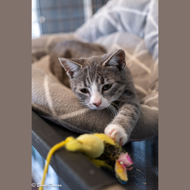 Photo of Mowgli