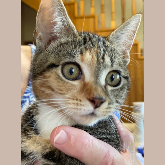 Photo of Ember