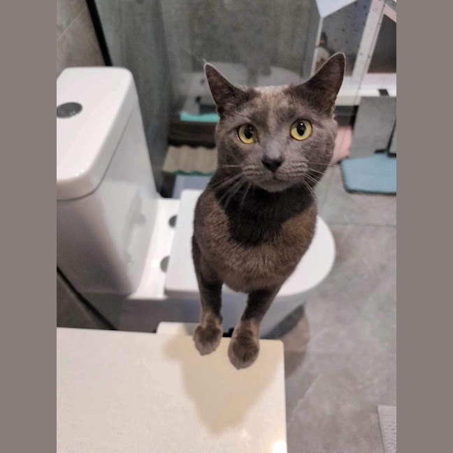 Photo of 🩶Shoto!🩶