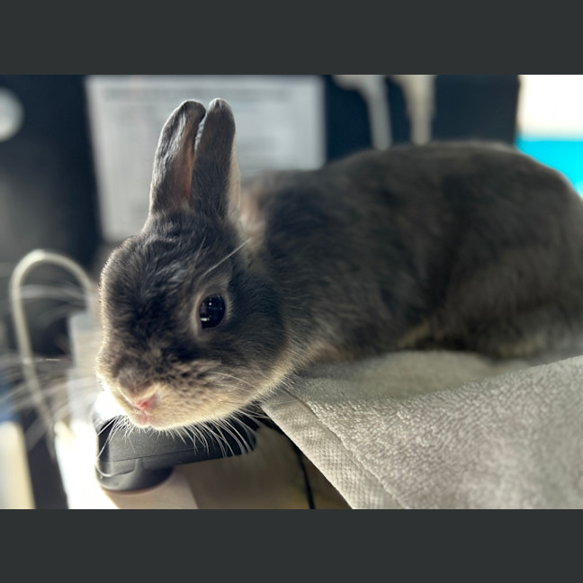 Photo of Jaffa (Bonded To Maltesers)