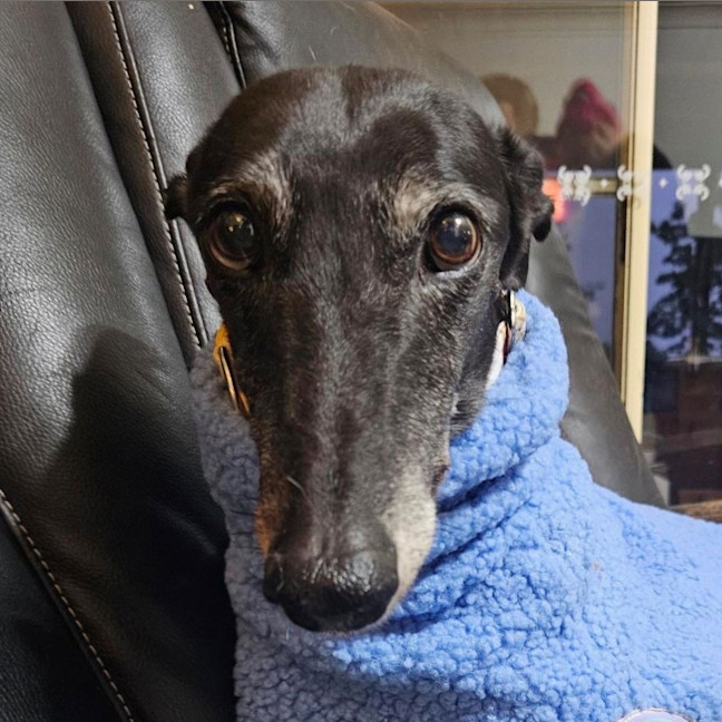 Photo of Bonnie