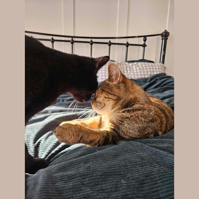 Photo of Sirius ❤️