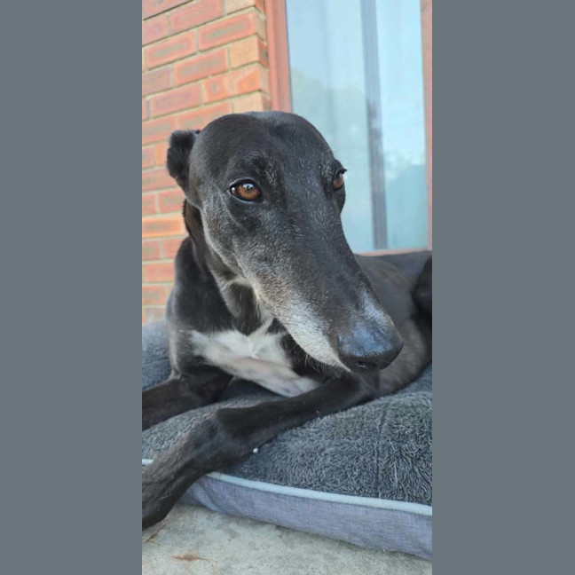Photo of Prince, The Greyhound