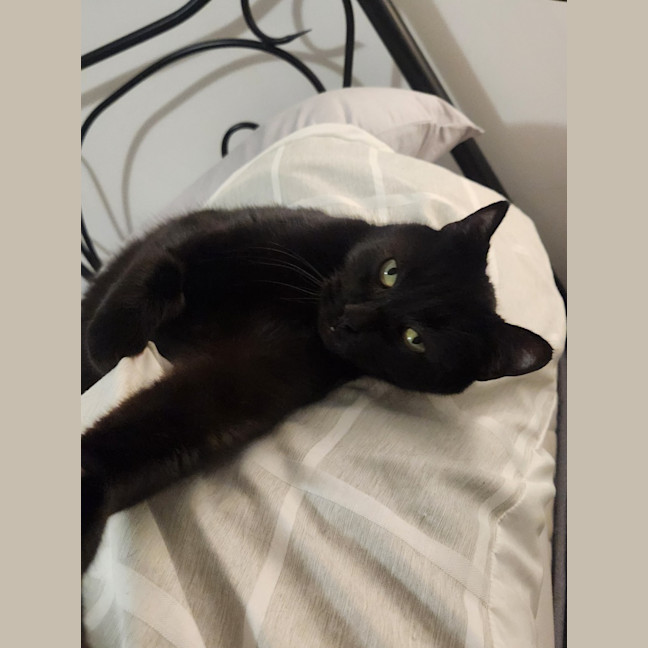 Photo of Puss Puss Mickey